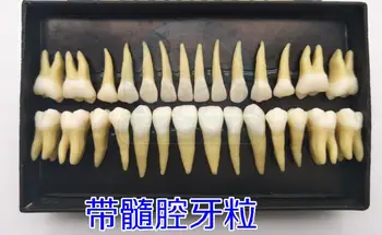1:1 Yaşam Boyutu İnsan Diş Laboratuvarı Protez Diş Anatomisi Yetişkin 28 Diş Modeli Gösteri Diş Modeli Öğretim Patoloji Modeli