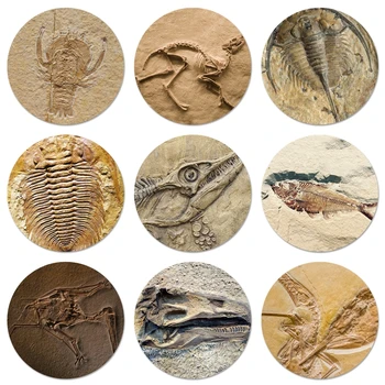 Biyolojik Fosiller Bitki Dinozor Balık Kaplumbağa Rozeti Broş Pin giysi aksesuarları Sırt Çantası Dekorasyon hediye 58mm