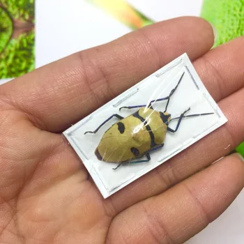 İnsan yüzlü kıyameti böcek iskelet kıyameti böcek büyük kalkan geri kıyameti böcek örnek eucorysses grandis gerçek böcek böceği Hemiptera